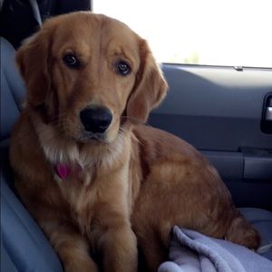 Meet your Posher, Chanel